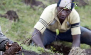 Un millier d'arbres ont été plantés au Kenya en 2007, à l'occasion de la Journée de la Terre.