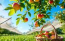 Récoltez vos fruits au bon moment et protégez-les de la chaleur : les gestes clés pour un verger généreux et savoureux tout l’été