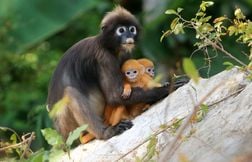 Pourquoi certains bébés animaux sont-ils si différents de leurs parents ?