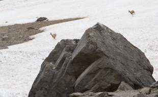 Des isards, cousins du chamois (illustration).
