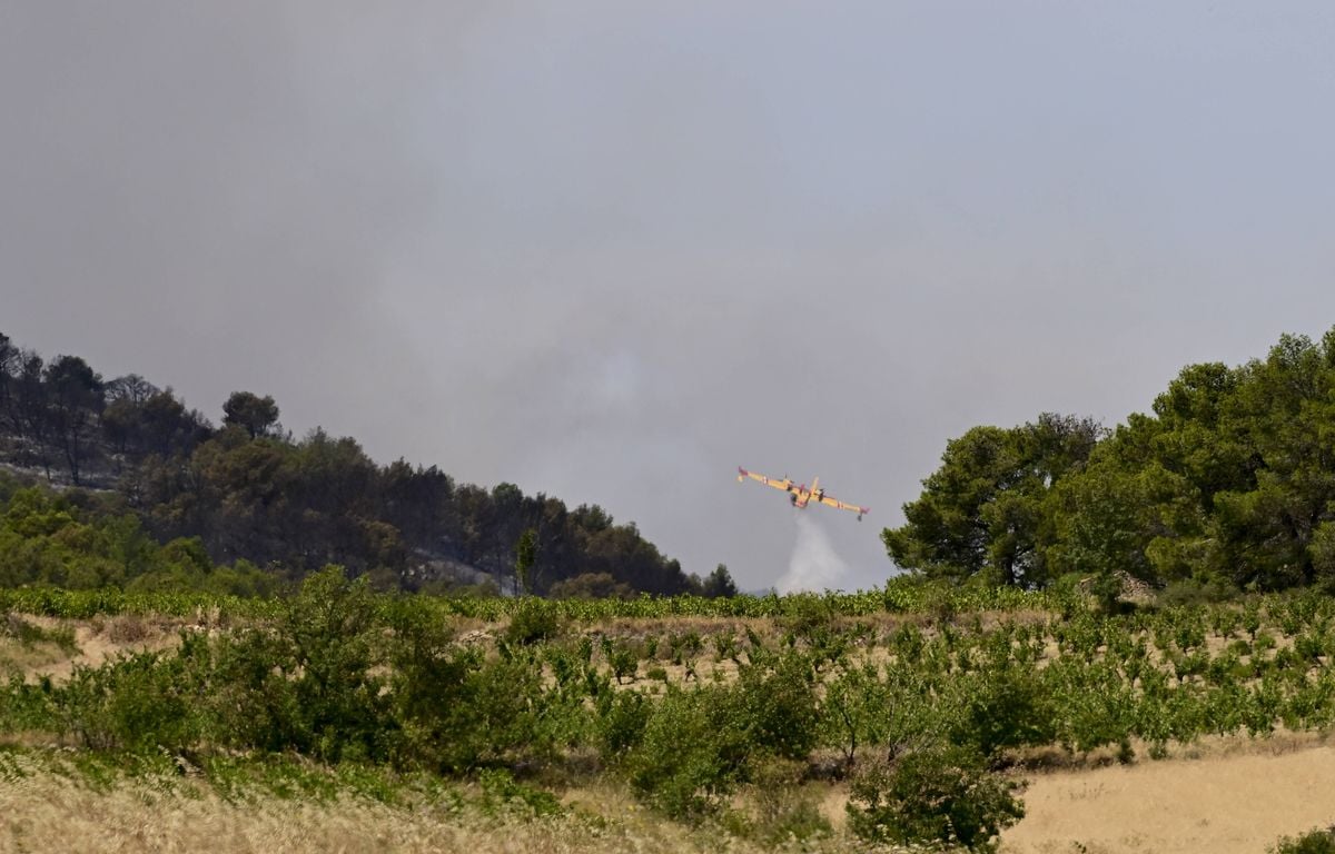 Incendie dans l'Aude : L'arrachage de vignes, « pare-feu » naturels, a-t-il favorisé la propagation des flammes ?