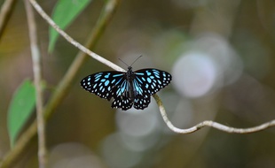 Un papillon Blue Tiger photographié en Australie.