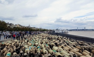 La grande transhumance est passée sur les quais de Bordeaux samedi