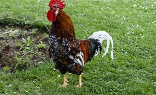 Un coq (illustration)