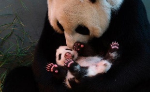Sperme congelé de panda, banques de données génétiques ou échographie de rhinocéros: les zoos de la planète utilisent les techniques les plus élaborées pour bâtir une Arche de Noé moderne et assurer la survie des espèces menacées.