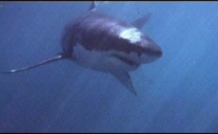 Un surfeur réunionnais a été hospitalisé dans un état critique dimanche à Saint-Pierre, dans l'île de la Réunion, après avoir été attaqué par un requin qui lui a sectionné un bras, a-t-on appris auprès des pompiers.
