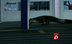 Un alligator s'invite au supermarché, le 22 octobre 2013.
