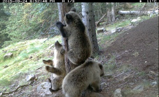Les trois oursons présents dans les Pyrénées espagnoles.
