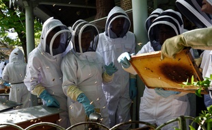 Des étudiants lors d'une formation d'apiculture urbaine au rucher-école des Jardins du Luxembourg à Paris le 15 avril 2015