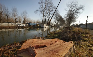 Abattage de platanes malades, touchés par le chancre coloré, le long du Canal du Midi.