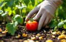 Récoltez des tomates bien sucrées grâce à cette surprenante astuce zéro déchet (et zéro dépense)