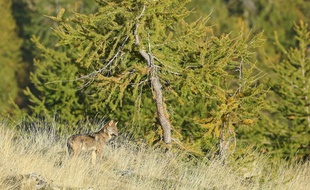 Un documentaire sur le loup est en cours de tournage dans la vallée de la Roya.