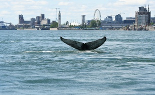 Une baleine à bosse à Montréal, le 30 mai 2020.