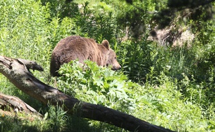 Un ours qui se promène dans les Pyrénées orientales, le 18 juin 2015.
