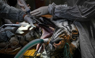 Le tigre Baïkal lors de son opération des dents au zoo de Mulhouse, le 17 mars 2021.