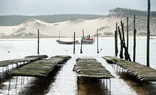 Pyla-sur-Mer, 30 aout 2012. - Ostreiculture sur le banc d'Arguin face a la dune du Pyla. Ostreiculteurs. Huitres. - Photo : Sebastien Ortola
