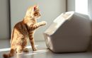 Votre chat refuse sa litière du jour au lendemain ? Ce n’est pas toujours les causes que l’on croit
