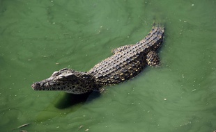 Un crocodile à Cuba.