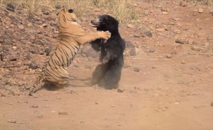 Le combat entre une ourse et un tigre a été filmé dans un parc national en Inde, le
28 février 2018.