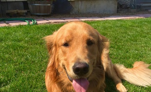 Kenyon a été nommé « membre honoraire » à vie des chiens pisteurs par le shérif du comté de Yamhill (Etats-Unis.