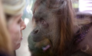 Sandra, l'orang-outan du zoo de Buenos Aires, a été reconnue comme "personne non humaine", le 22 décembre 2014.