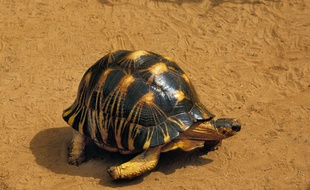 Une tortue radiée.