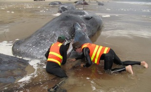 Vingt-deux cachalots sont morts échoués sur un banc de sable tout près de l'île australienne de Tasmanie, ont indiqué lundi les autorités des Parcs et de la vie sauvage, qui tentaient de sauver deux autres de ces mammifères.