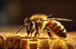 Comment les abeilles fabriquent-elles du miel ?