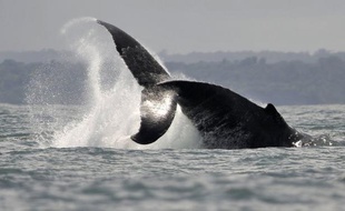 Les rorquals, ou baleines à fanons, possèdent un organe sensoriel impliqué dans leur comportement alimentaire qui pourrait expliquer leur gigantisme : en une gorgée, le rorqual commun engloutit jusqu'à 80 mètres cubes d'eau, qui, filtrés, lui apportent 10 kilos de nourriture.