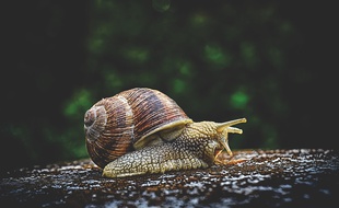 Besançon: Des escargots pour mesurer la pollution de l'environnement