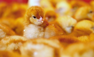 Illustration de poussins.
