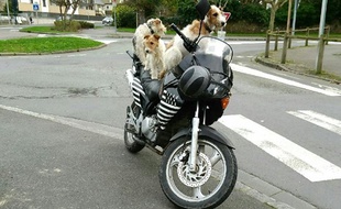 Les trois chiens avaient pris place sur la moto.