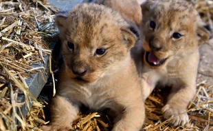 Les lionceaux du zoo de Vincennes à l'âge de 3 semaines, en mai 2015.