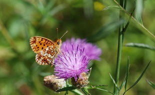 Le GIEC Biodiversité veut fournir des données quantitatives utiles à la préservation des espèces.