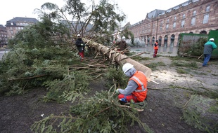 Élagage du grand sapin de Noël, place Kléber, à Strasbourg