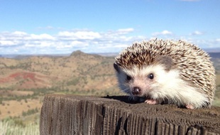 Biddy, le hérisson voyageur d'Instagram