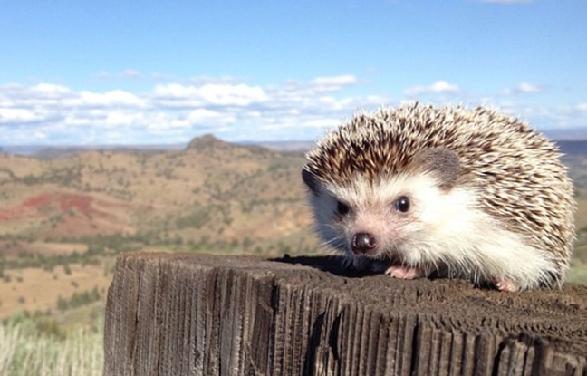 Biddy, le hérisson voyageur d'Instagram Biddy, le hérisson voyageur d'Instagram