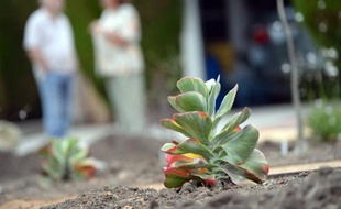 Un nouveau jardin écologique installé devant une maison de Los Angeles, le 17 juillet 2014