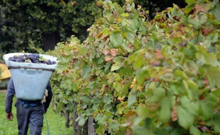 Les viticulteurs français inquiets du dépérissement des vignobles