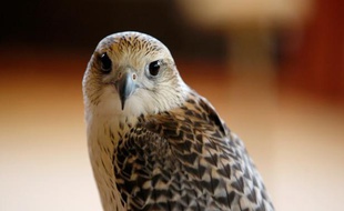 La mairie du 10e arrondissement de Paris va recourir aux services de rapaces afin de survoler le quartier, infesté par les pigeons.