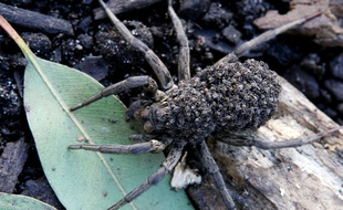Merveille de la biodiversité australienne : une maman araignée transportant ses bébés sur son dos.