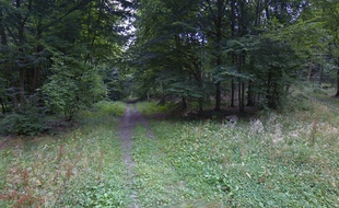 Illustration de la forêt de Retz, dans l'Aisne.