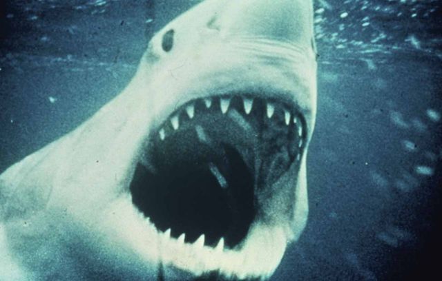 Ne serait-ce pas un grand requin blanc qui met la pagaille au large de la station balnéaire d’Amity ? En 1975, les « Dents de la mer » crée à lui seul une psychose mondiale : il y a des requins dans la mer, et ils veulent nous manger tout cru.