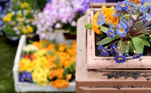 Parterre de fleurs