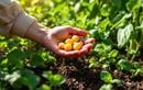 Pourquoi continue-t-on de jeter ces noyaux alors qu’ils pourraient sauver votre potager ?