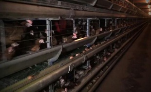 Capture d'écran réalisée le 24 mai 2016 d'une vidéo publiée par l'association L214 sur les conditions d'élevage de poules dans une ferme à Chaleins dans l'Ain