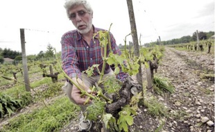 Des vignes détruites par l'orage sur le domaine du Château Bichon-Cassignols, hier.