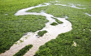 Sur les plages de la baie de Saint-Michel-en-Greve, comme sur beaucoup de plages bretonnes, prolifèrent les «algues vertes» (Ulva Lactuca), suite à une pollution d'origine principalement agricole.