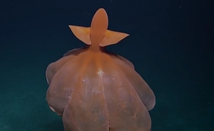 Image d'un octopode filmé dans l'ocean Pacifique par la mission Nautilus.