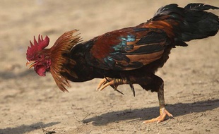 Illustration: Un coq.